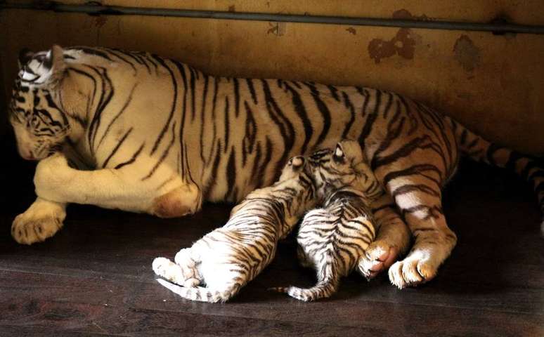 Amal, uma f&ecirc;mea de tigre branco, deu &agrave; luz Radesh, Indra e Indira, tr&ecirc;s filhotinhos que foram mostrados ao p&uacute;blico no zool&oacute;gico do 'Beto Carrero World' nesta sexta-feira, 11.