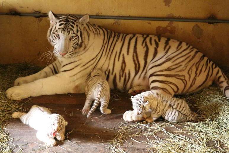 Amal, uma fêmea de tigre branco, deu à luz Radesh, Indra e Indira, três filhotinhos que foram mostrados ao público no zoológico do 'Beto Carrero World' nesta sexta-feira, 11.