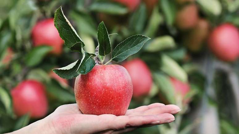 Malus sieversii é considerada a mãe da maçã que conhecemos