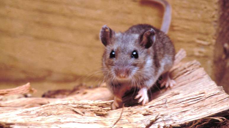 A maioria dos casos de hantavírus ocorre pelo contato direto com urina ou fezes de ratos silvestres infectados