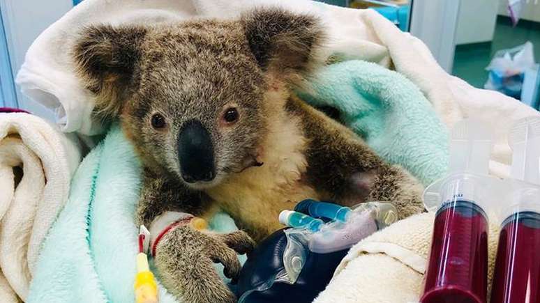 Um filhote de coala também foi tratado após ser encontrado com mais de 100 carrapatos.