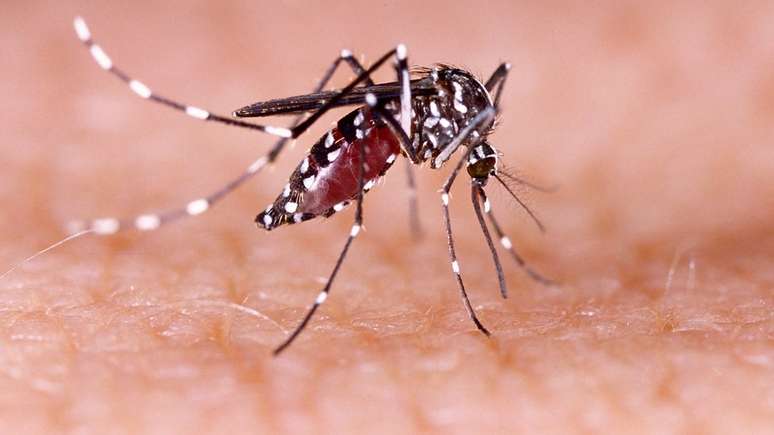 A dengue é transmitida pelo Aedes aegypti, que também dissema outras doenças