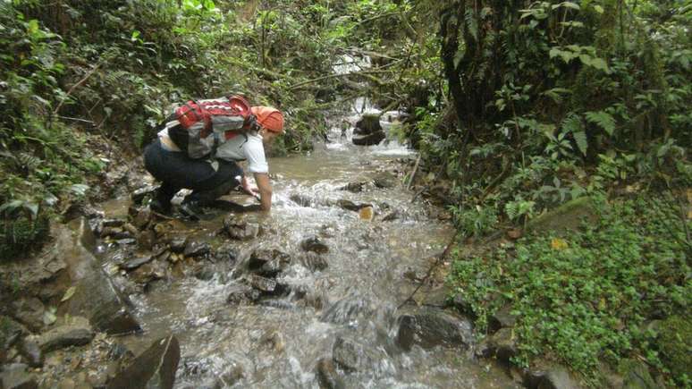 Expedição procurou sapos em riachos de florestas nubladas no alto das montanhas da Bolívia