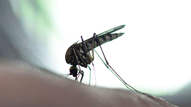 Doença é transmitida por meio de picada de mosquito
