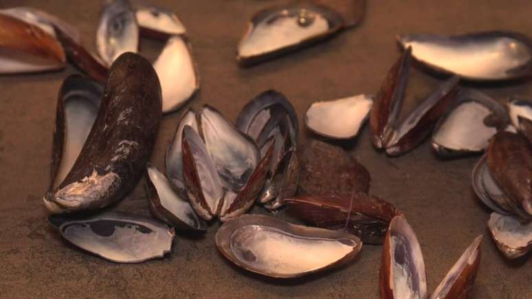 Gillian Genser cortou milhares de conchas de mexilhão, que podem ser extremamente tóxicas