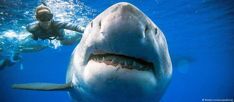 A mergulhadora Ocean Ramsey passou horas na água na companhia do tubarão-branco e chegou a tocá-lo