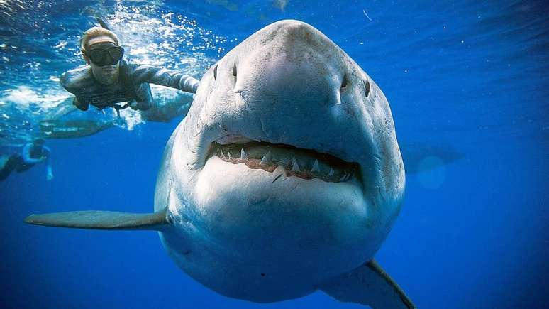 Mergulhadora nada na superfície do oceano ao lado do tubarão-branco