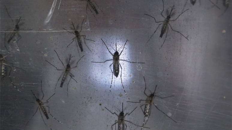 ...Mas em áreas com alta incidência dos perigosos Aedes aegypti, é melhor não arriscar e usar repelentes industrializados, mais eficazes