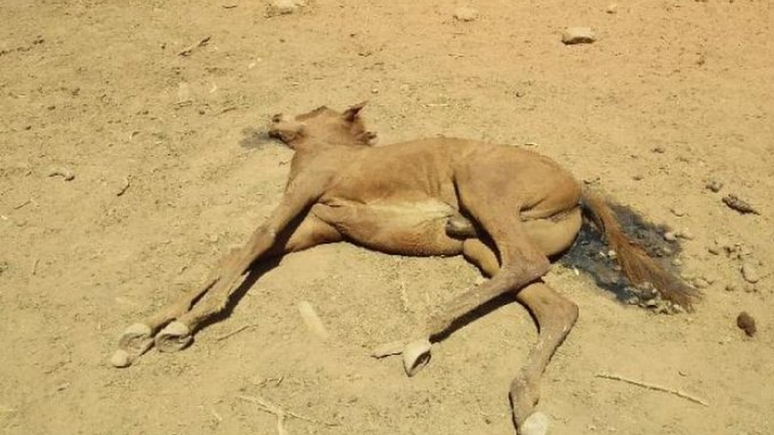 Cavalos não foram os únicos animais afetados pela onda de calor: morcegos nativos e peixes também morreram