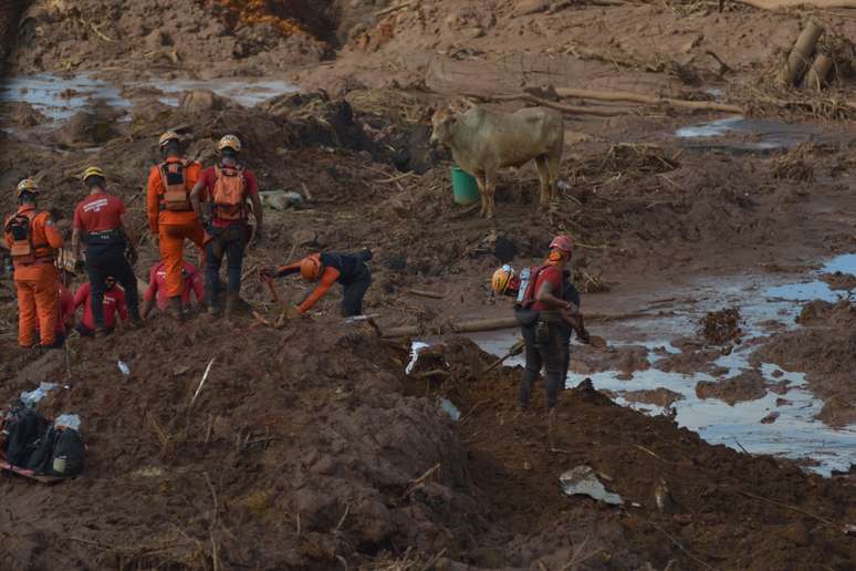 Um boi, perdido em meio &agrave; lama, foi resgatado &ndash; veterin&aacute;rios vieram para examin&aacute;-lo