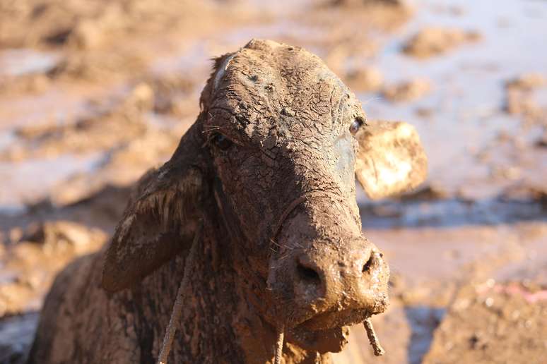 Vaca é fotografada presa no lamaçal de rejeitos de ferro no dia 27/01/2019