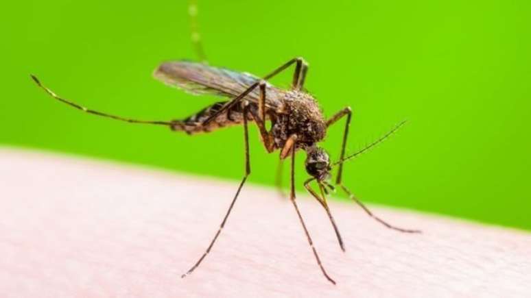 O mosquito Aedis aegypti, transmissor da dengue