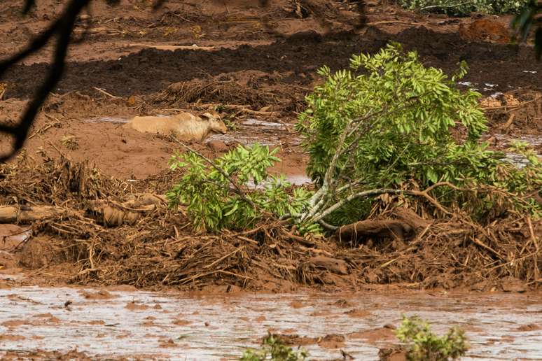 Animais ilhados no barro após o rompimento da barragem de rejeitos de minério da Vale na cidade de Brumadinho (MG)
