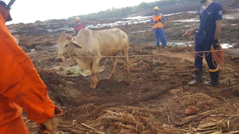 Equipes de veterinários e zootecnistas acolhem animais resgatados em Brumadinho.