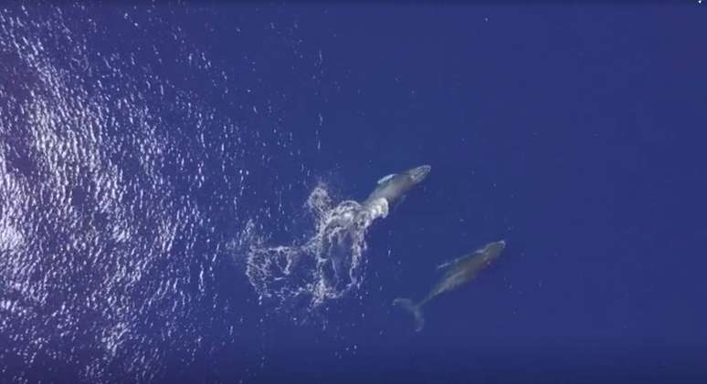  Baleia jubarte e filhote nadam próximo a ilha La Reunión. 17/10/2018. REUTERS/TV.