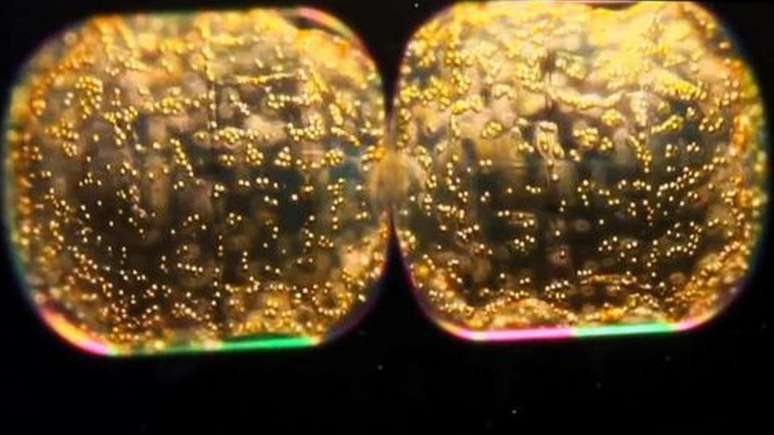 Fitoplâncton, que absorvem e refletem a luz dos oceanos, visto por meio de um microscópio