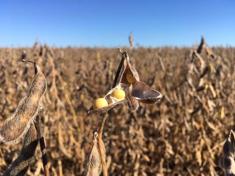 Planta&ccedil;&atilde;o de soja 
31/01/2019
 REUTERS/Jose Roberto Gomes