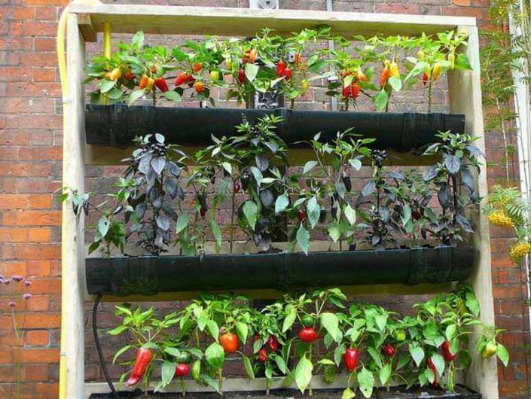 38. Você pode plantar diferentes espécies de pimentas na sua horta vertical. Foto de Pinterest