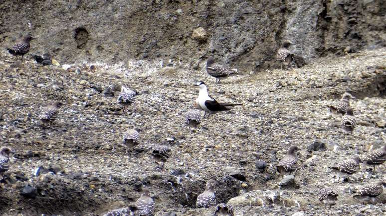 Os cientistas também encontraram aves marinhas trinta-reis-das-rocas (Onychoprion fuscatus) na nova ilha