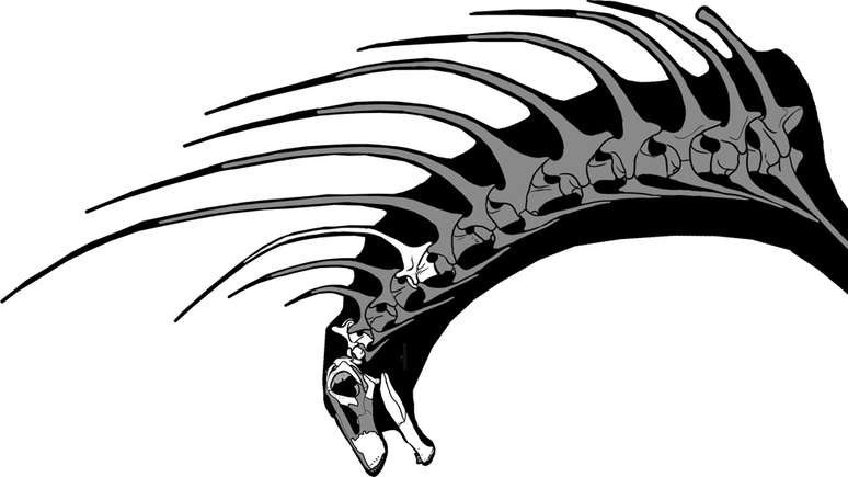 Os espinhos eram proje&ccedil;&otilde;es &oacute;sseas que sa&iacute;am das v&eacute;rtebras do pesco&ccedil;o e das costas