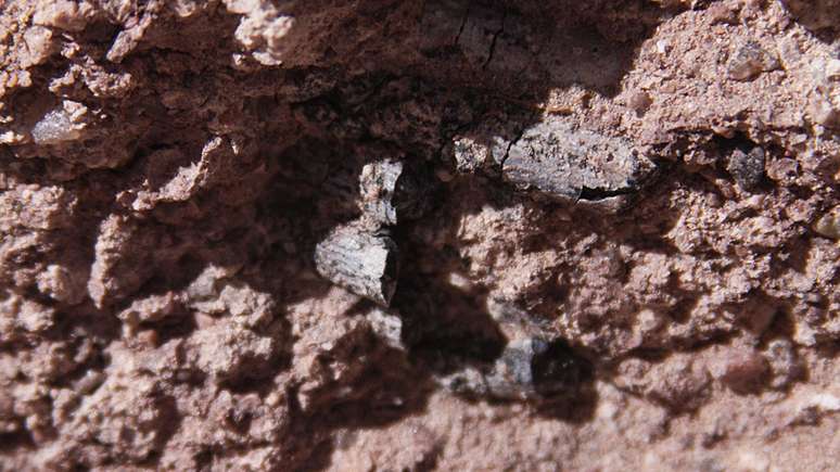 Os restos mortais do dinossauro foram encontrados em 2013. A imagem mostra alguns dos dentes dele na rocha