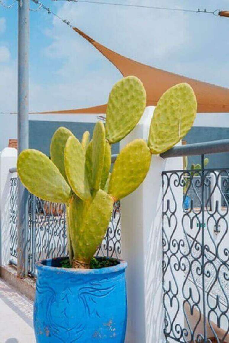 30- Os cactos são plantas bonitas e exóticas para decoração de varanda. Fonte: Unplash
