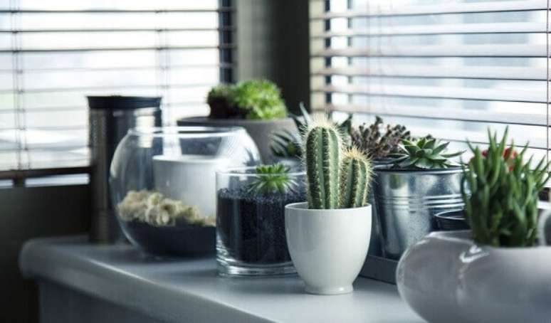 56- Os cactos podem ser plantados em diversos tipos de vasos para decorar qualquer ambiente. Fonte: Ikebana Flores