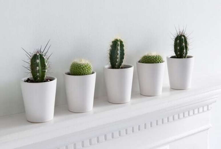 79- O conjunto de cactos plantados em vasinhos brancos complementam a decoração do espaço clean. Fonte: Getty Images – Maarigard