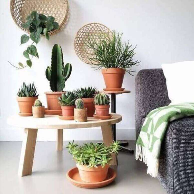 31- Uma coleção de cactos enfeitam e decoram a sala de estar. Fonte: Unplash