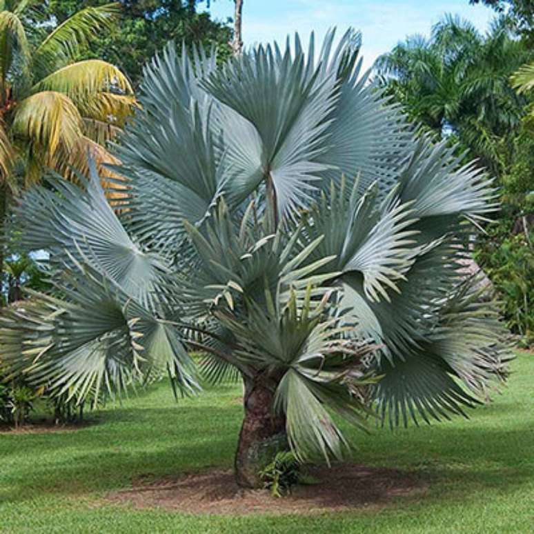 26- Palmeira azul com folhas em forma de leque.