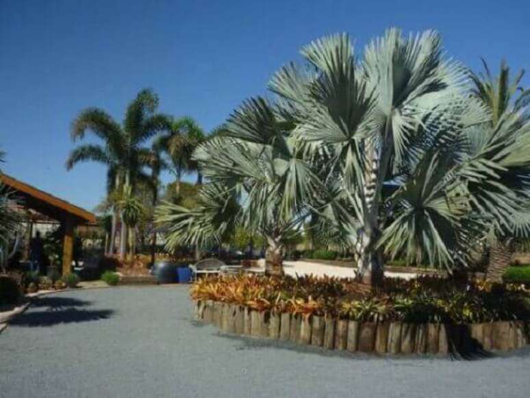 37- A palmeira pode ser plantada em grupos em espaços grandes. Fonte: Casa e Construção