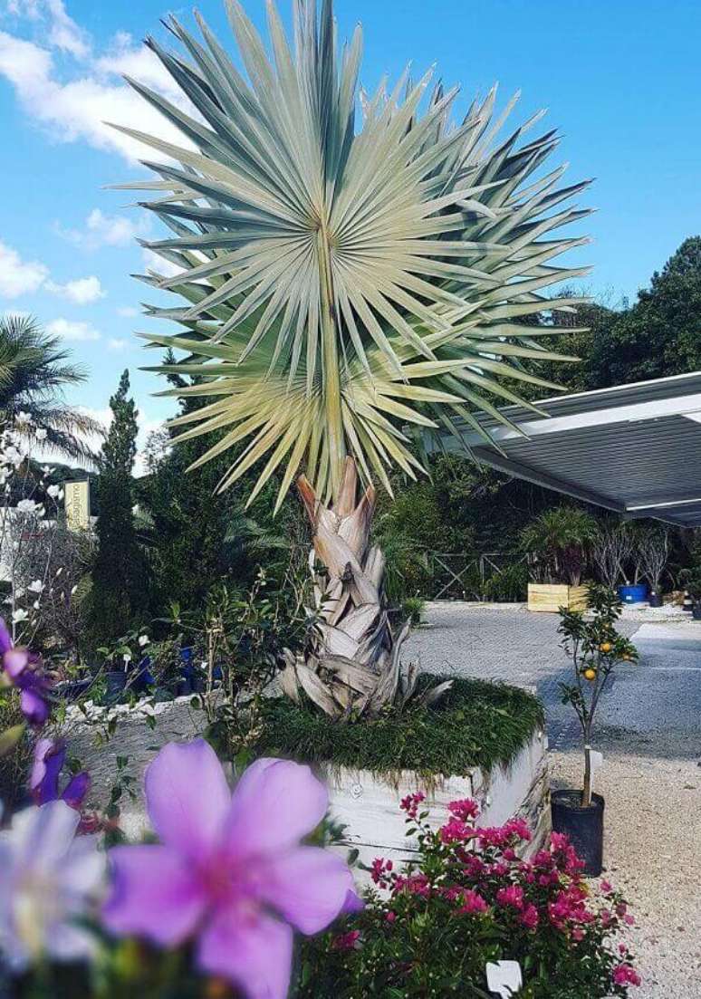 38- Para conter o desenvolvimento da palmeira azul é possível plantar em caixas ou vasos. Fonte: Pinterest
