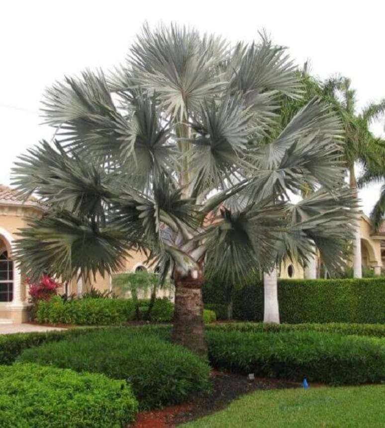 39- A tonalidade das folhas a palmeira azul é verde acinzentando. Fonte: Casa e Construção