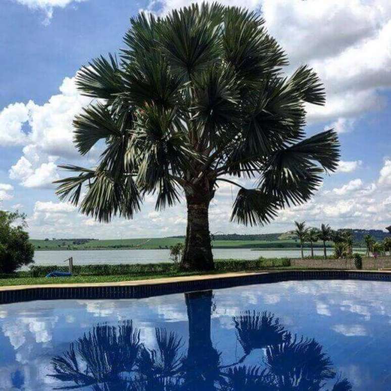 40- A palmeira azul de porte grande é ideal para plantar em sítios ou chácaras. Fonte: Tua Casa