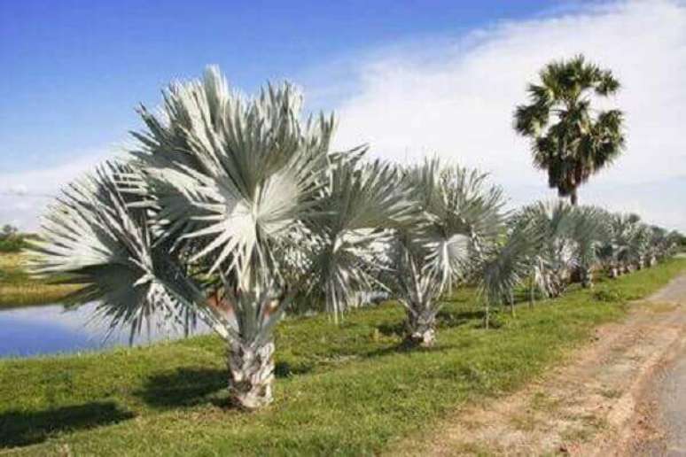 41- Na estrada, as mudas de palmeira azul foram plantadas ao redor da pista. Fonte: 123RF