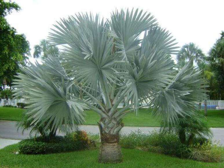 42- A palmeira azul é muito utilizada pelos paisagistas para criar tonalidades diferentes no jardim. Fonte: Pinterest