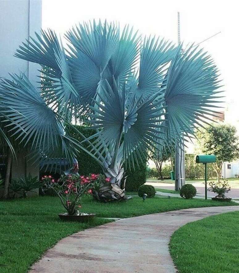 55- A palmeira azul apresenta um tronco único de 30 a 45cm de diâmetro. Fonte: Pinterest