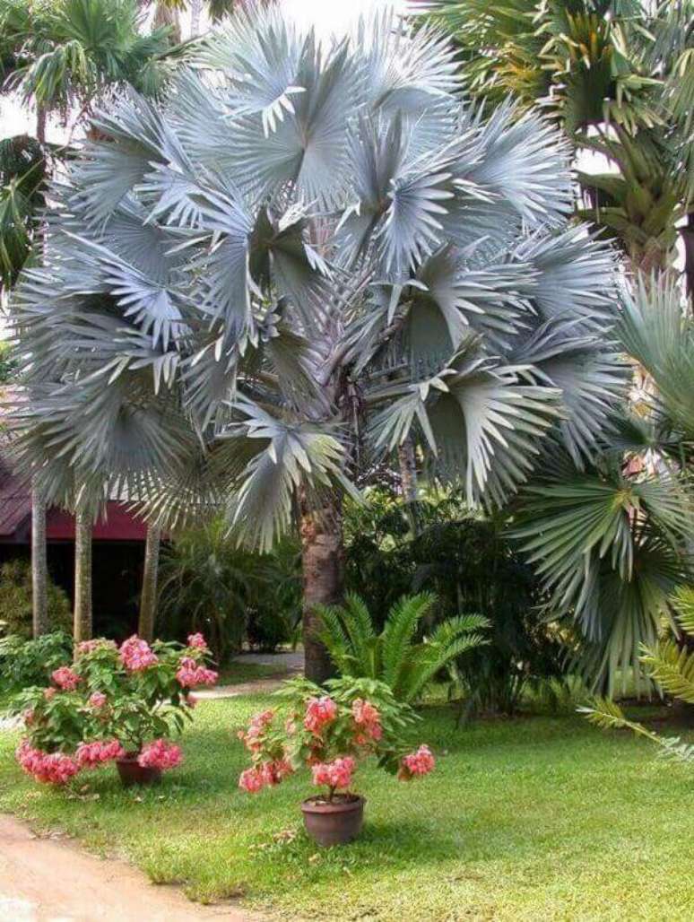 45- A textura e a tonalidade das folhas da palmeira azul proporcionam um lindo efeito decorativo no jardim. Fonte: Planta Sonya