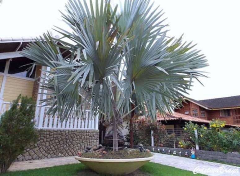 3 – Palmeira azul grande em vaso.