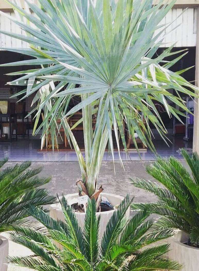 44- A palmeira azul deve ser plantada em área externa. Fonte: Pinterest