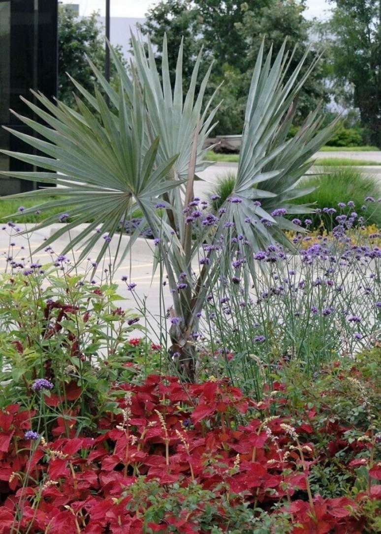 56- A palmeira azul é uma planta com aspecto exótico que impacta na decoração do jardim. Fonte: Pinterest