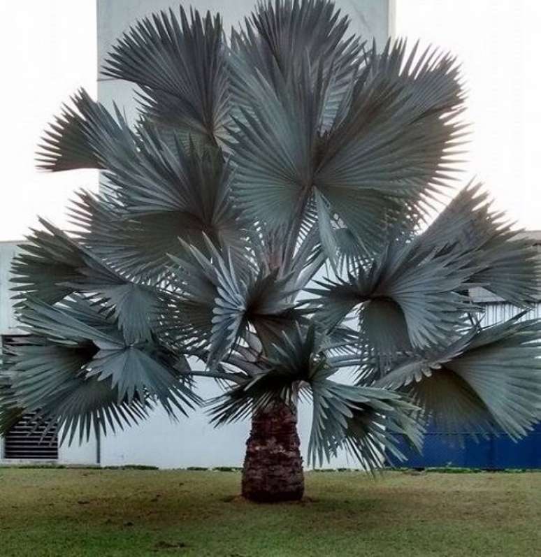 49- A palmeira azul plantada sozinha em um gramado tem um grande apelo paisagístico. Fonte: Recanto de palmeiras