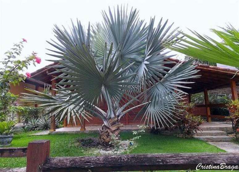 53- A palmeira azul plantada na frente da casa decora o jardim. Fonte: Cristina Braga