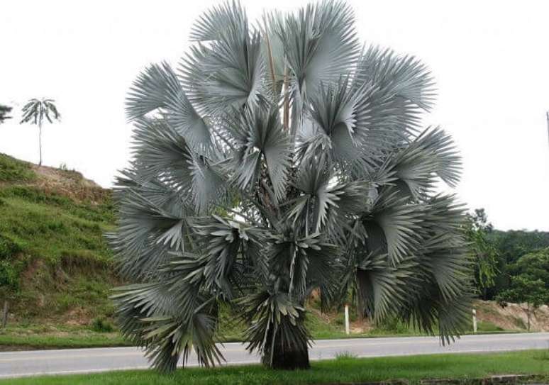 52- A palmeira azul deve ser plantada longe da circulação de pessoas e carros devido as pontas das suas folhagens. Fonte: Pinterest