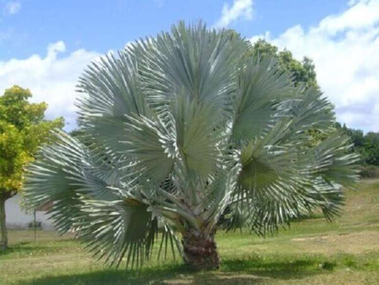54- A copa da palmeira azul pode atingir até 12 metros de altura. Fonte: Jardim Cor