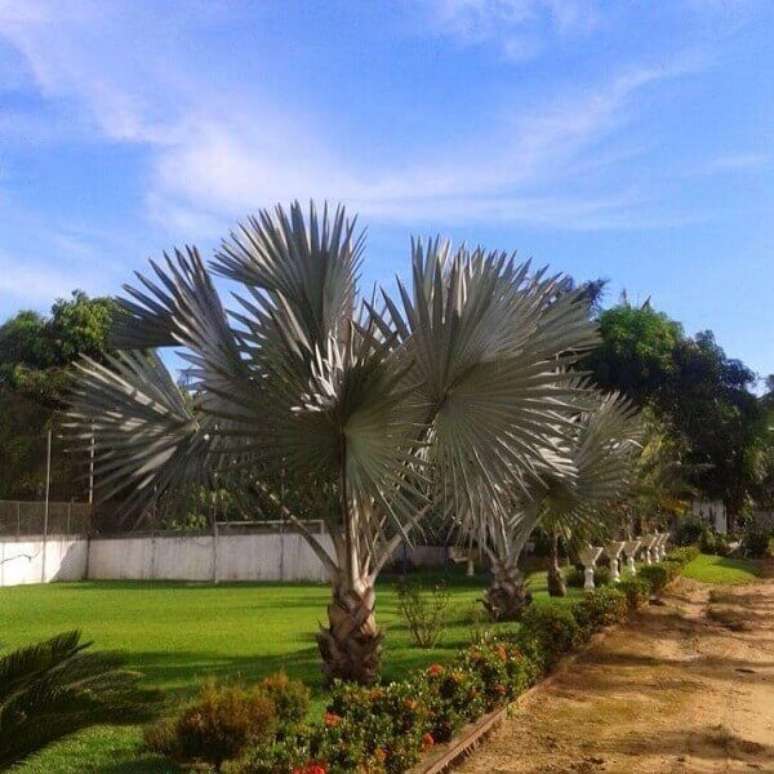 57- Para o desenvolvimento completo da palmeira azul é necessário uma área de pelo menos 8 metros de diâmetro. Fonte: Tua Casa