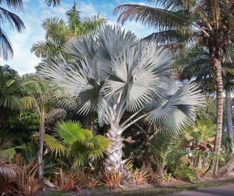 58- A exuberante beleza da palmeira azul é referência em um jardim. Fonte: Tua Casa