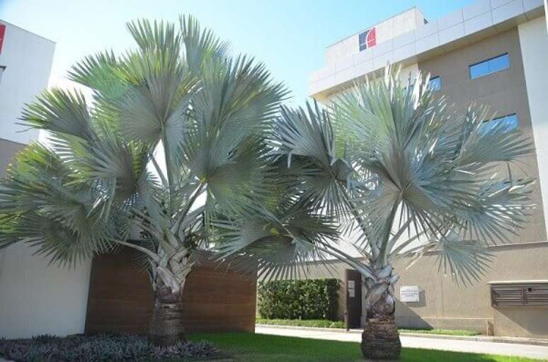 60- As folhas grandes da palmeira azul tem formato de leque da cor azul prateada. Fonte: Stephanie Barbosa
