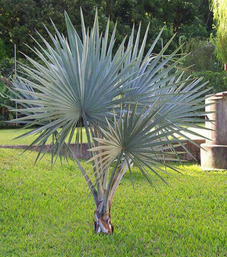 14- Muda pequena de palmeira em jardim.