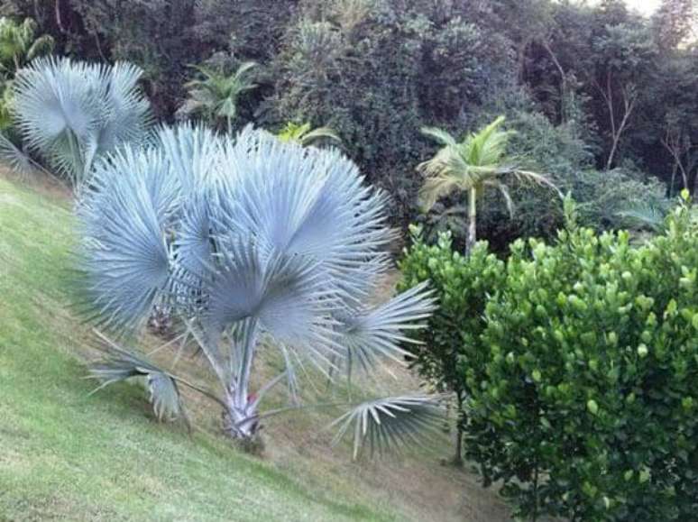 12- Talude com paisagismo utilizando palmeiras azuis.